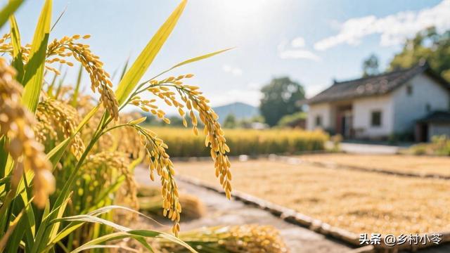 八月二十是“平日”！老祖宗传下3件事要做，3件事别碰！
