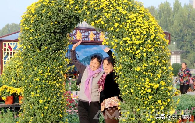 安阳市第32届菊花展开幕！持续到11月中下旬