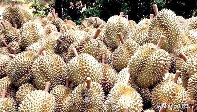 失去中国市场后，大量水果烂地里卖不出去，如今开始后悔得罪中国