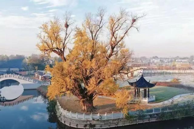 快来如皋打卡，错过就要等一年了🤩🤩🤩