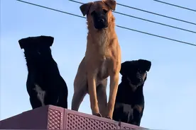 500万赞的狗子三剑客被卖，博主怒追狗贩买下，如今状态萎靡应激图片