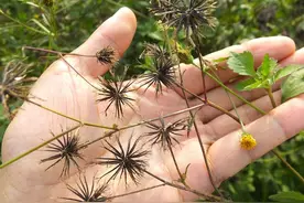 路边大片生长的白花鬼针草，就是讨厌的婆婆针，懂的人都在找它图片