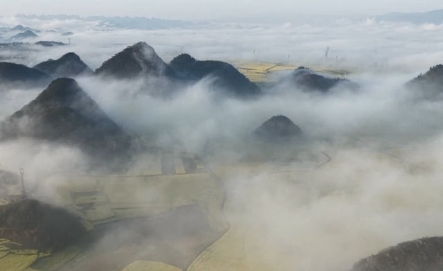 罗平百万亩油菜花绽放 踏青赏花正当时