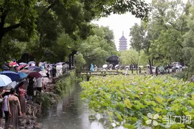 苏州首届荷花联展人气旺，邀你感受江南之美图片