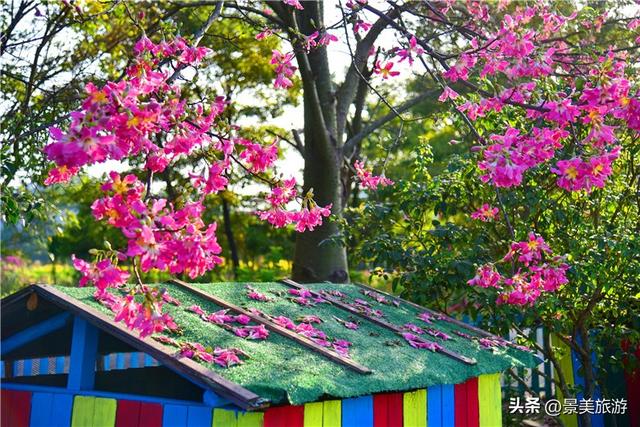 一场寒雨，卡玛缤纷花世界木棉长廊落红无数，就差一个林黛玉