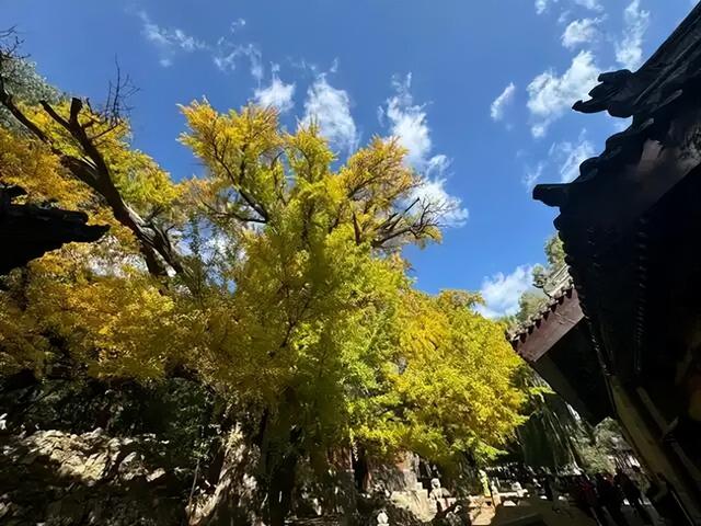 太原：银杏满枝金，枝干相依五百年，晋祠连理银杏树等你来打卡!