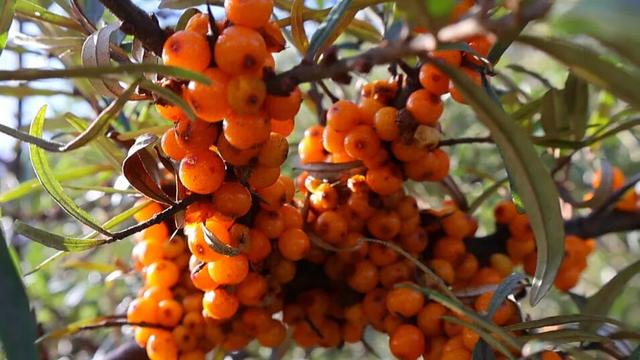 漳县等待每一位“朱迪”和“尼克”前来探险