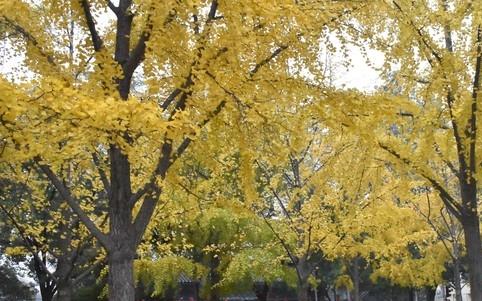 冬天冷不冷，就看立冬，今天立冬，今年冬天会冷到哭吗？