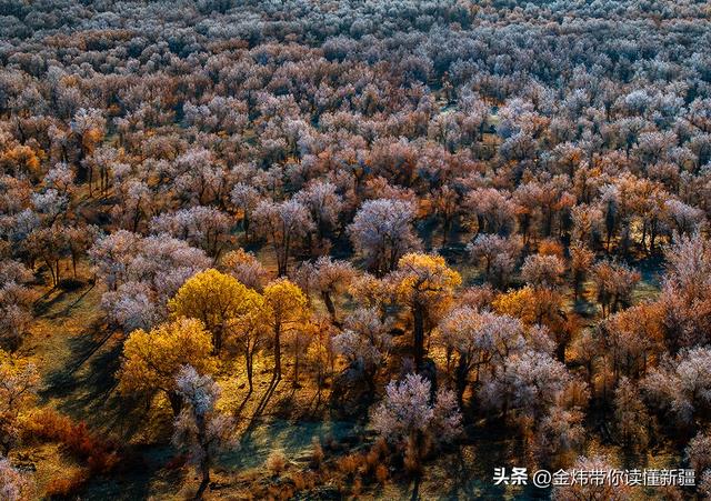 新疆轮台县：轮南胡杨林惊现雾凇奇观