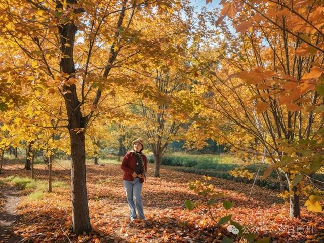 绝美！快来崇州收藏这份限定秋色