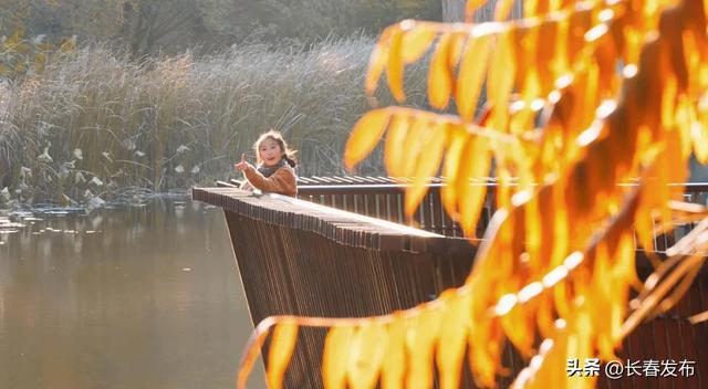 秋韵浸水园 微光与落叶的密语