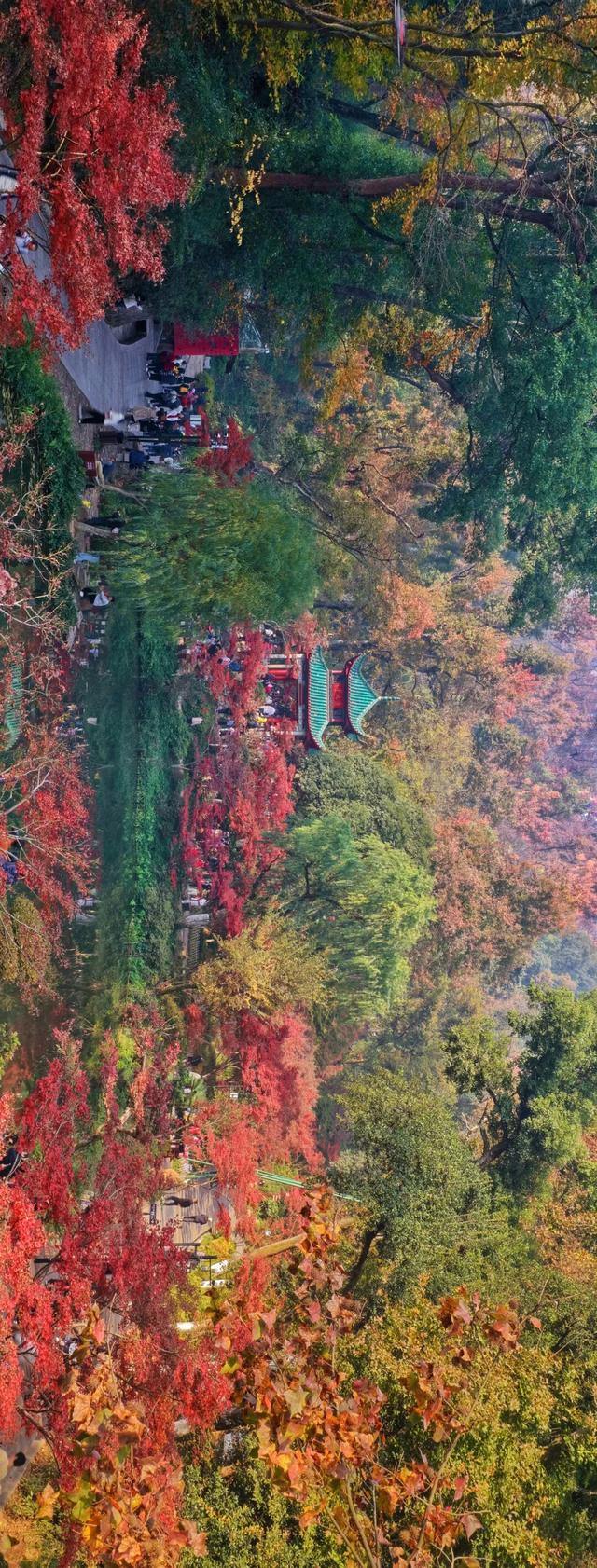 南方冬意，藏在这一亭红枫里