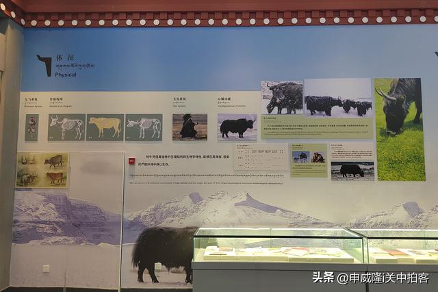 拉萨市：参观西藏牦牛博物馆