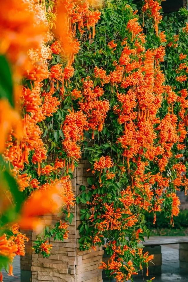 弥勒炮仗花瀑布，太出片了！多个打卡点→