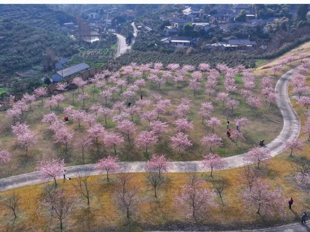 快来新津！成都最早最大面积樱花盛放！