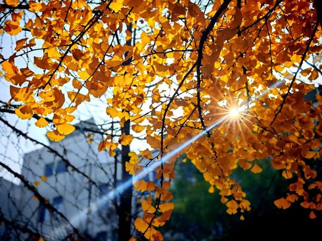 河北经贸大学2025金秋银杏节11月8日盛大开幕