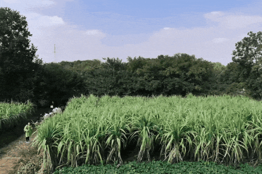 长三角果香正浓！快到这些当季采摘点位探“鲜”吧~