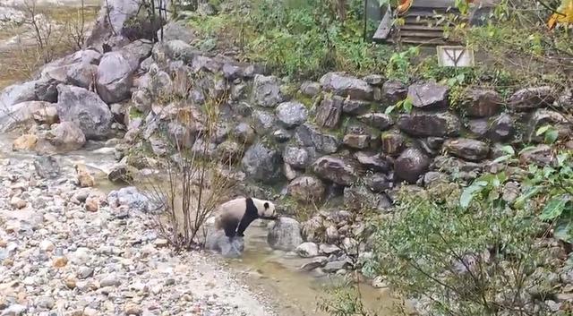 罕见！国庆假期逛景区，偶遇野生大熊猫，网友：国宝也旅游