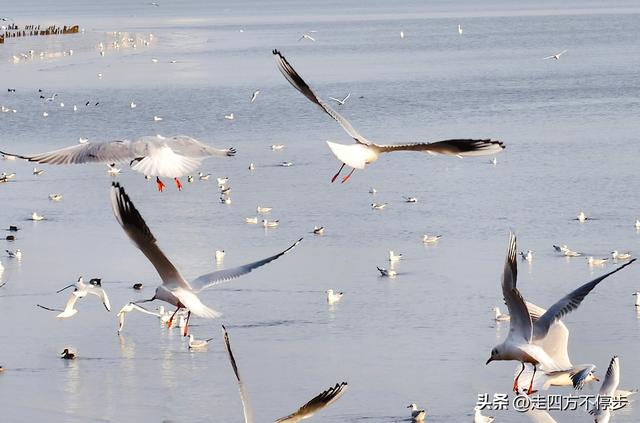 深圳湾观鸟：海舞鸟歌映盛世