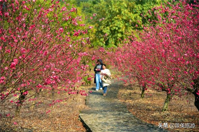宏图大展正当时 佛山三水“世外桃源”万株桃花盛放迎客