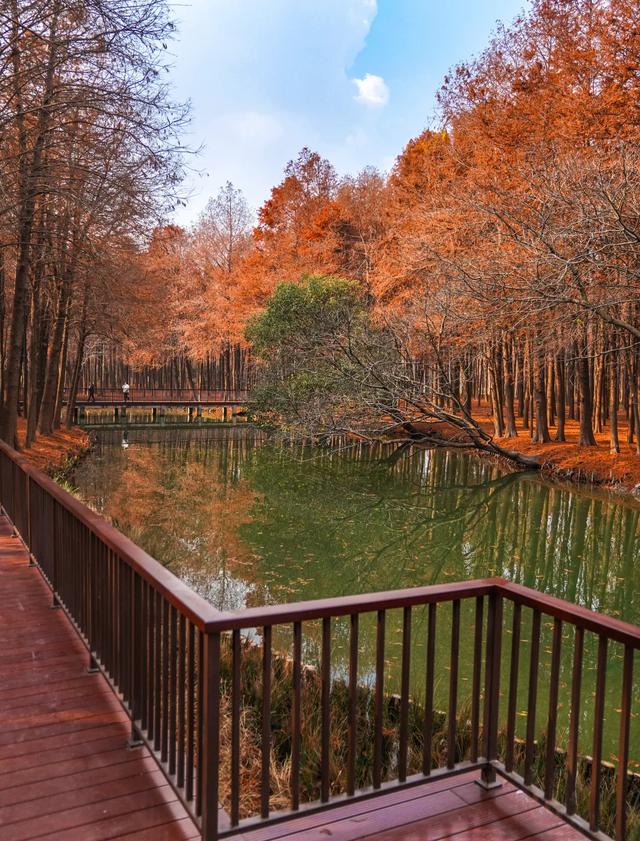 上海人厉害了！比“纽约中央公园”更好的公园，在上海出现了！