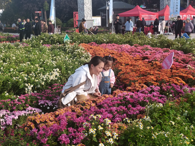 邓州菊展启幕：赏非遗品药香 “一朵菊”带动多元产业