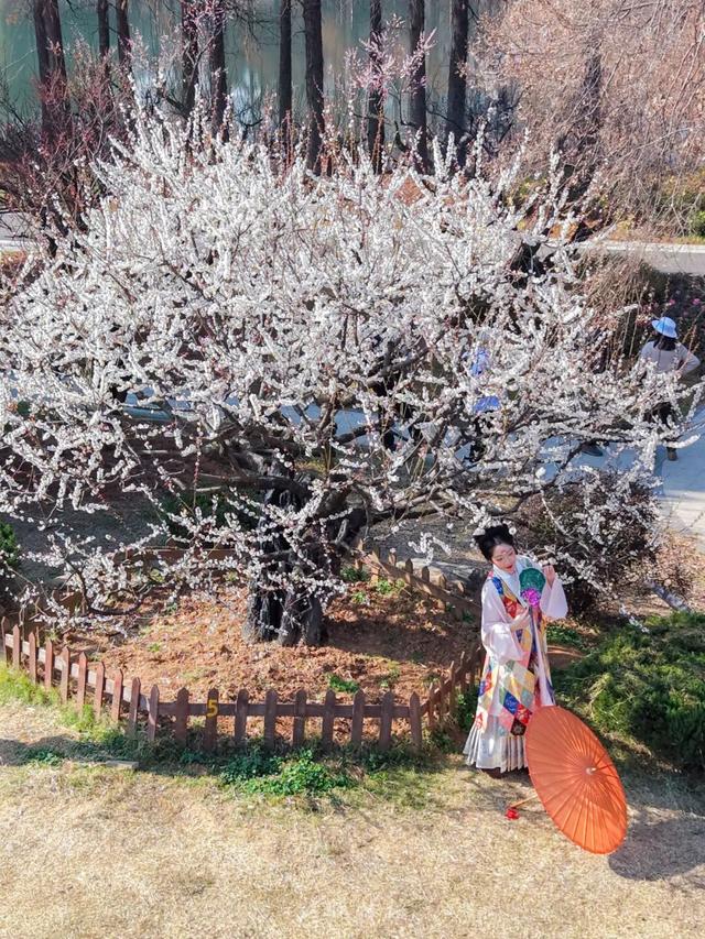 粉色花海开爆！武汉每个区都有，116处全部免费