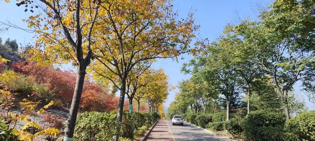 红啦!薛城金秋醉美红叶观赏地在凤凰绿道,漫山红叶美如画!