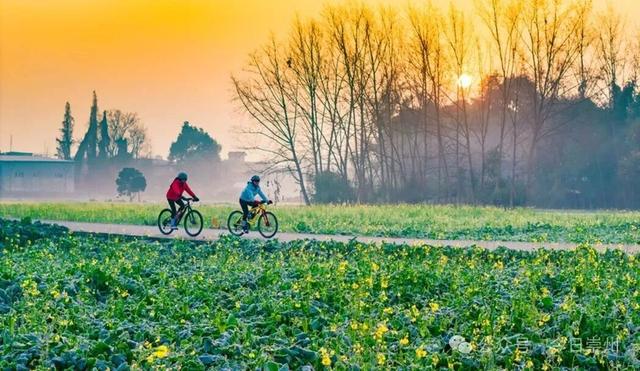 崇州第一波油菜花开了，在这里……
