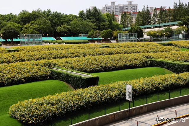 铁路上海南站南广场向日葵花海正值盛花期，乘客们的独有浪漫