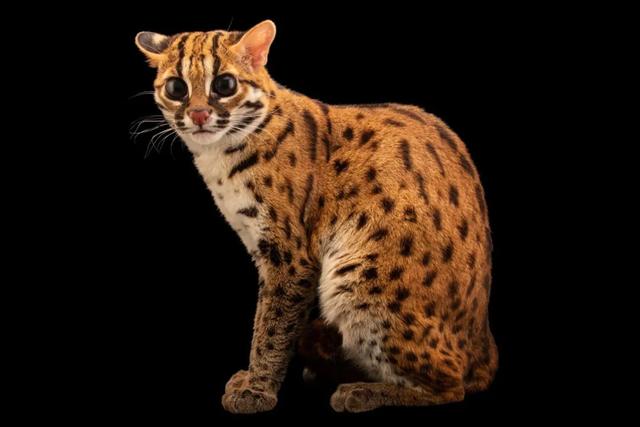 全世界100个宠物猫品种大赏！