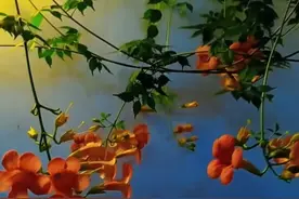 老鼻炎犯了，清鼻水长流图片