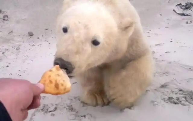 3次事故不说,平台推“极限挑战”,谁在逼我们“玩命打卡”?