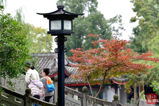 一“叶”知冬来！漫步仿古园林，解锁初冬浪漫