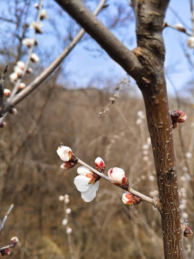 马年第一登啦！——元氏：桃花沟黑水河村赏桃花啦！