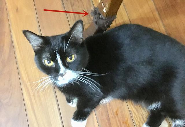 看了郭碧婷父女的开支，才懂豪门儿媳有多难