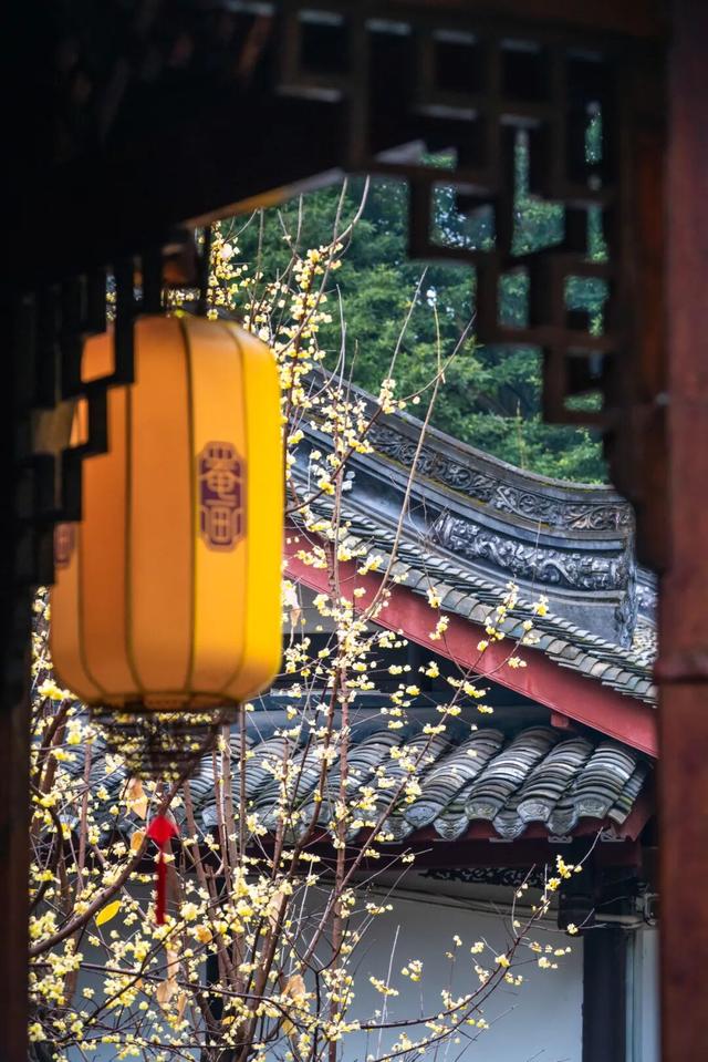 寒风再烈、冬日再冷，蜡梅照样艳压全场！