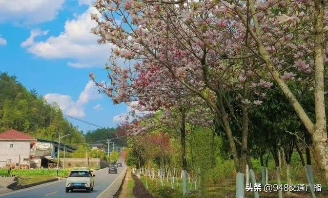 富民有道！鹤峰“美丽生态公路”激活全域旅游“金名片”