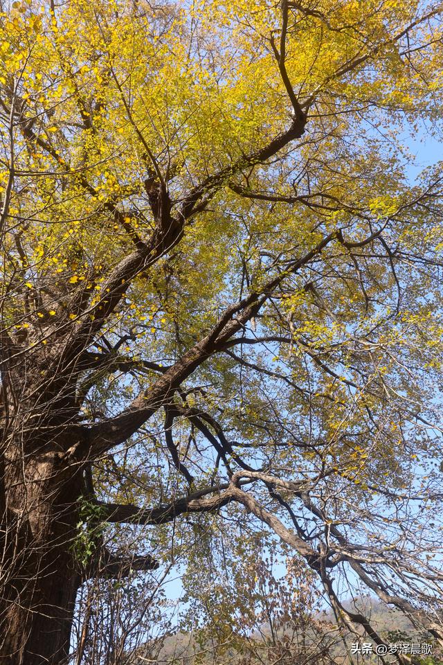 豫客纷至安陆，共赏银杏芦花绘初冬