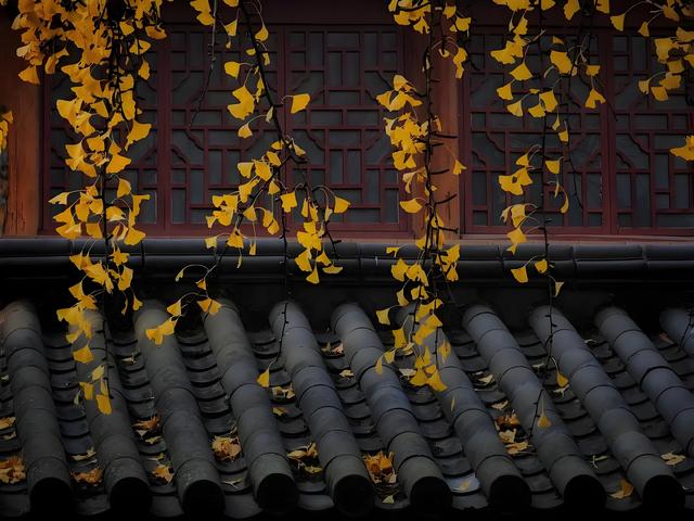 留着打卡！寺庙与千年古杏更配，每一张都是大片！