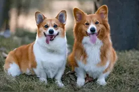 狗狗半夜喜欢乱叫，需要知道这几点？图片