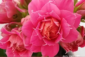 我家开成了“松塔”状的超大花，是长寿花中的极品。图片
