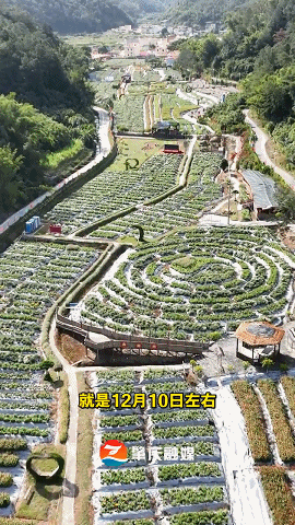 太美了！肇庆高要百亩菊花盛开