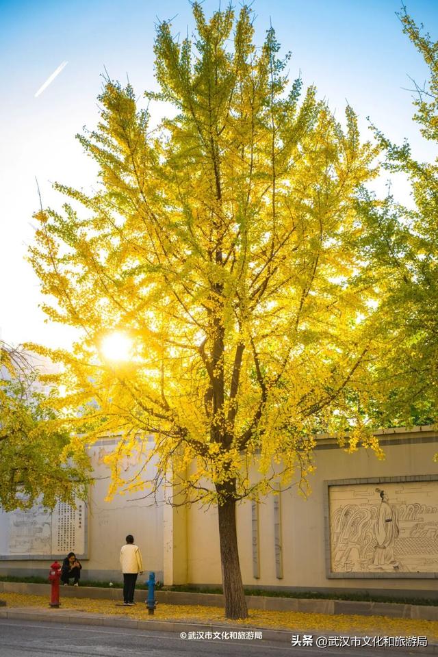 限时绝美！武汉街头颜值巅峰，地铁直达