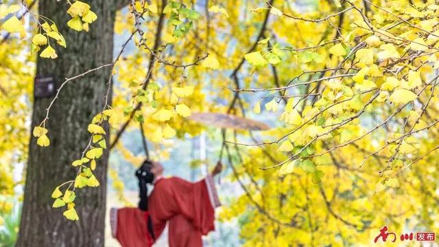 银杏黄，刨猪汤香！南川德隆邀你解锁秋日限定福利