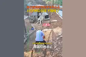 公鸡啄哭外孙姥爷直接炖了，孩子妈妈：10多分钟鸡就在锅里了，我吃最多，真香！图片