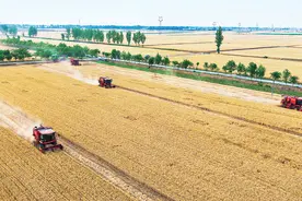 “三夏”生产进行时｜南阳市小麦收割过半 收割613.15万亩，占播种总面积的55.7%图片