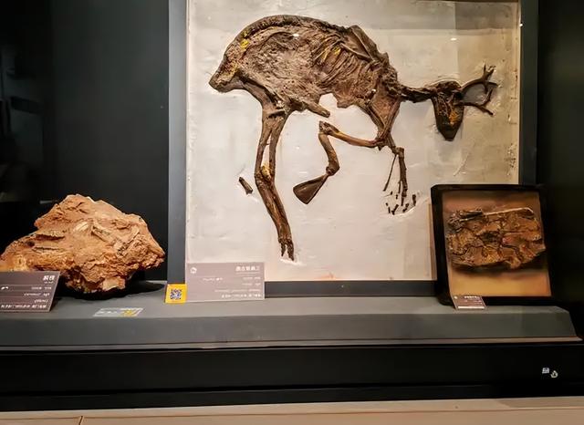 346万英镑拍走史前龙！窃蛋龙"斯派克"背后，科学家与富豪争夺战