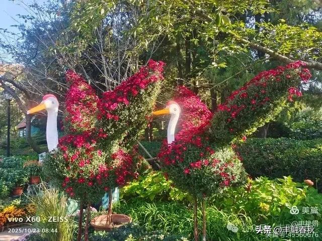 菊绽秋阳里，暗香绕中山｜申艳娟