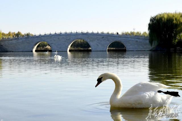 广平：初冬天鹅湖美如画